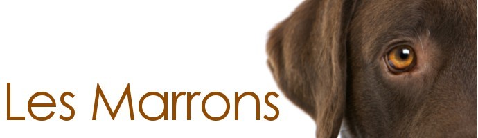 Snoods pour chien marrons